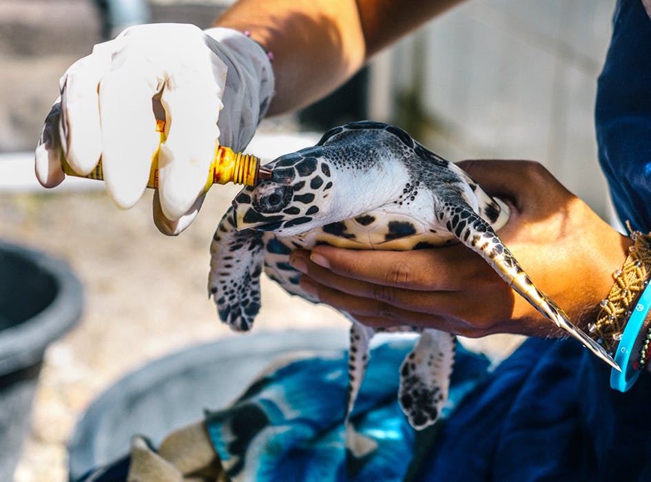 Sea Turtle Conservation in Bali