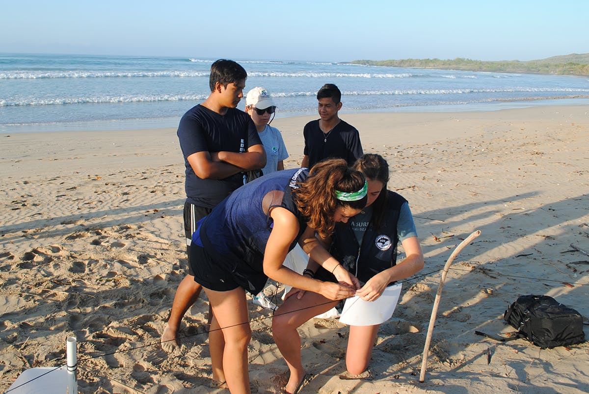 Sea Turtle Nest Monitoring Volunteering in the Galapagos Islands