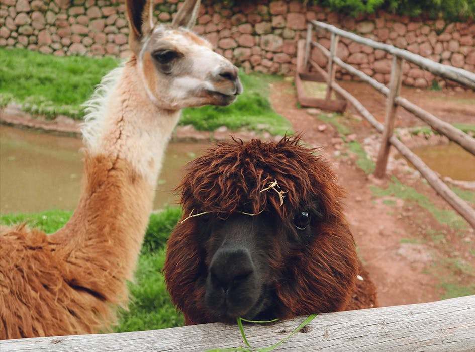Animal Care Volunteer Program in Peru - Cusco