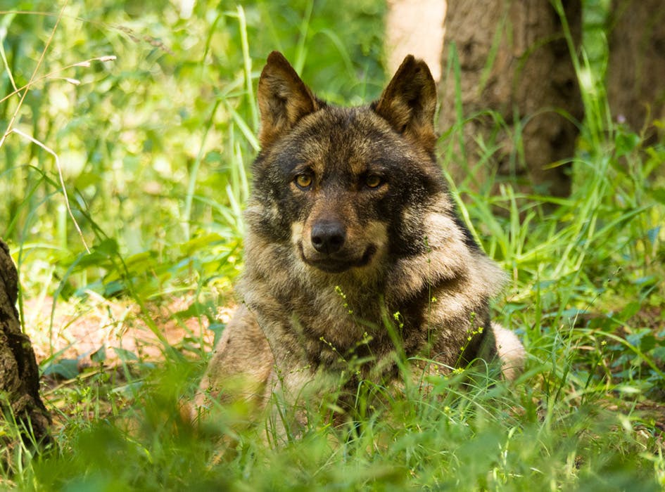 Wolf Conservation Volunteer Project in Portugal - Mafra