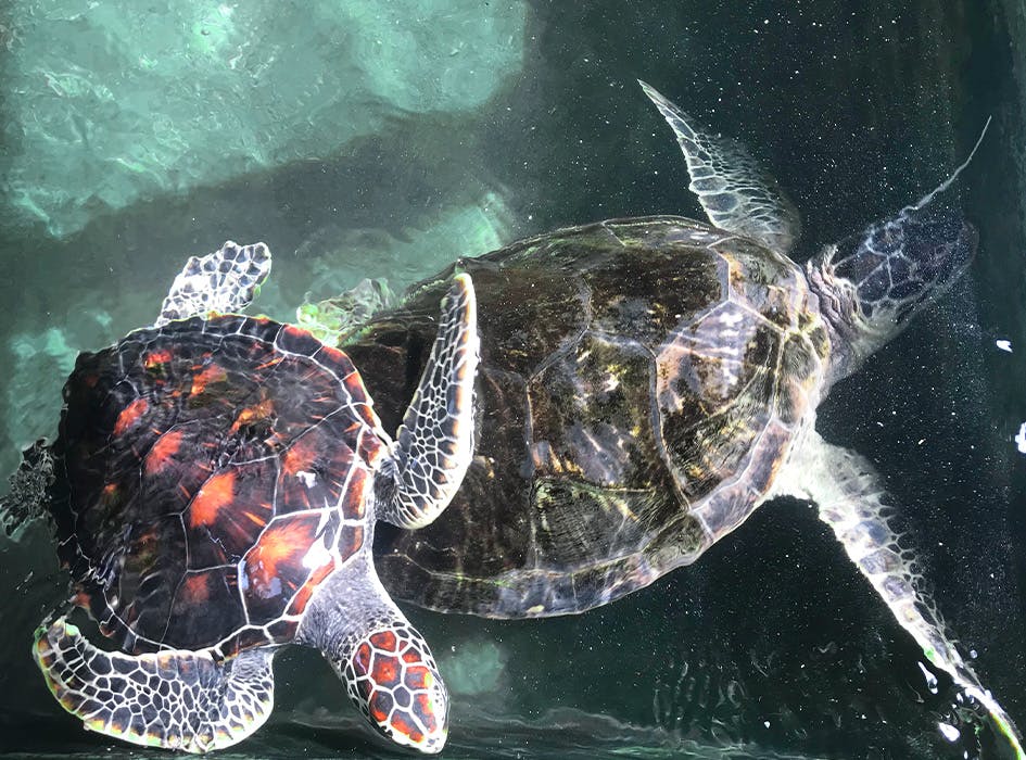 Sea Turtle Conservation Volunteer Program in Sri Lanka