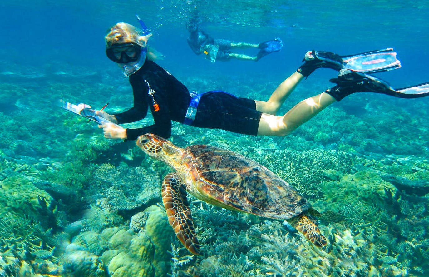 Sea Turtle & Marine Conservation Volunteer Abroad Programs